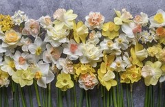 Daffodils: Beautiful Varieties for Home and Garden (Flowers), Slade, Naomi, Exce