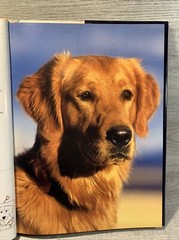 For the Love of Golden Retrievers Hard Cover Book – By Robert Hutchinson
