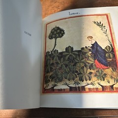 Herbarium : Natural Remedies from a Medieval Manuscript Paperback