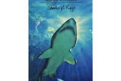 Sharks and Rays : From Fear to Fascination by Loran Wlodarski Paperback 70 Pages