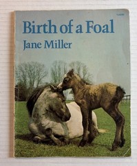 BIRTH OF A FOAL By Jane Miller 1977 Scholastic Book Vintage Paperback- HTF