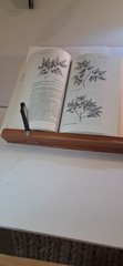 Trees of East Texas by Robert a Vines: Used