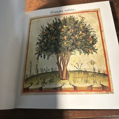 Herbarium : Natural Remedies from a Medieval Manuscript Paperback