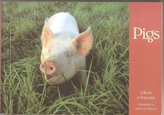 Pigs