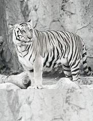 Coloring Book save the Tigers 108 Pages 8.5 x 11 for All Ages Best Tigers book