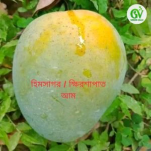 হিমসাগর / ক্ষিরশাপাত আম